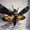 Luna Lovewitch Enchanted Creatures - Deaths Head Hawk Moth - Acherontia Lachesis