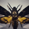 Luna Lovewitch Enchanted Creatures - Deaths Head Hawk Moth - Acherontia Lachesis