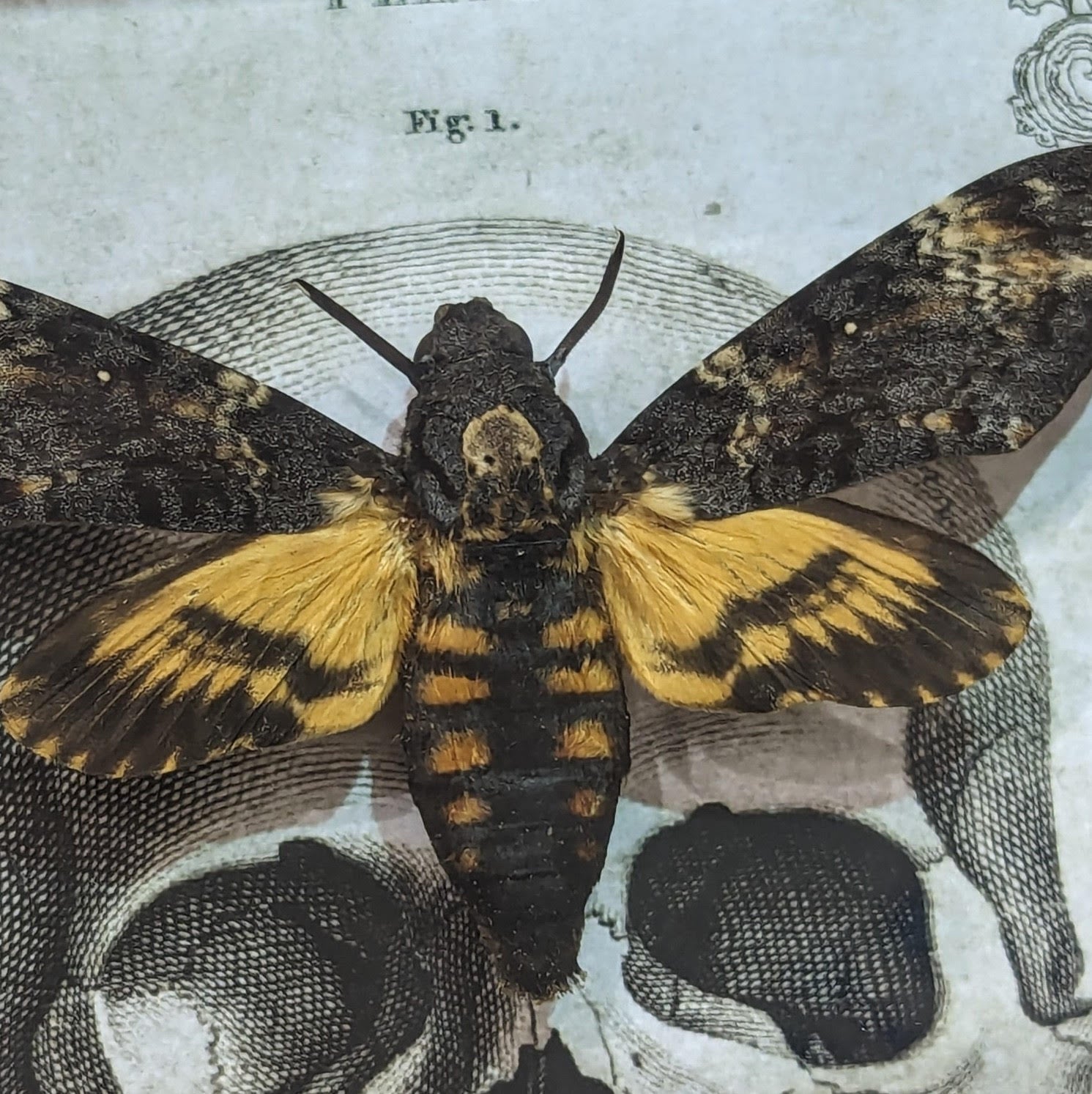 Luna Lovewitch Enchanted Creatures - Deaths Head Hawk Moth - Skull print