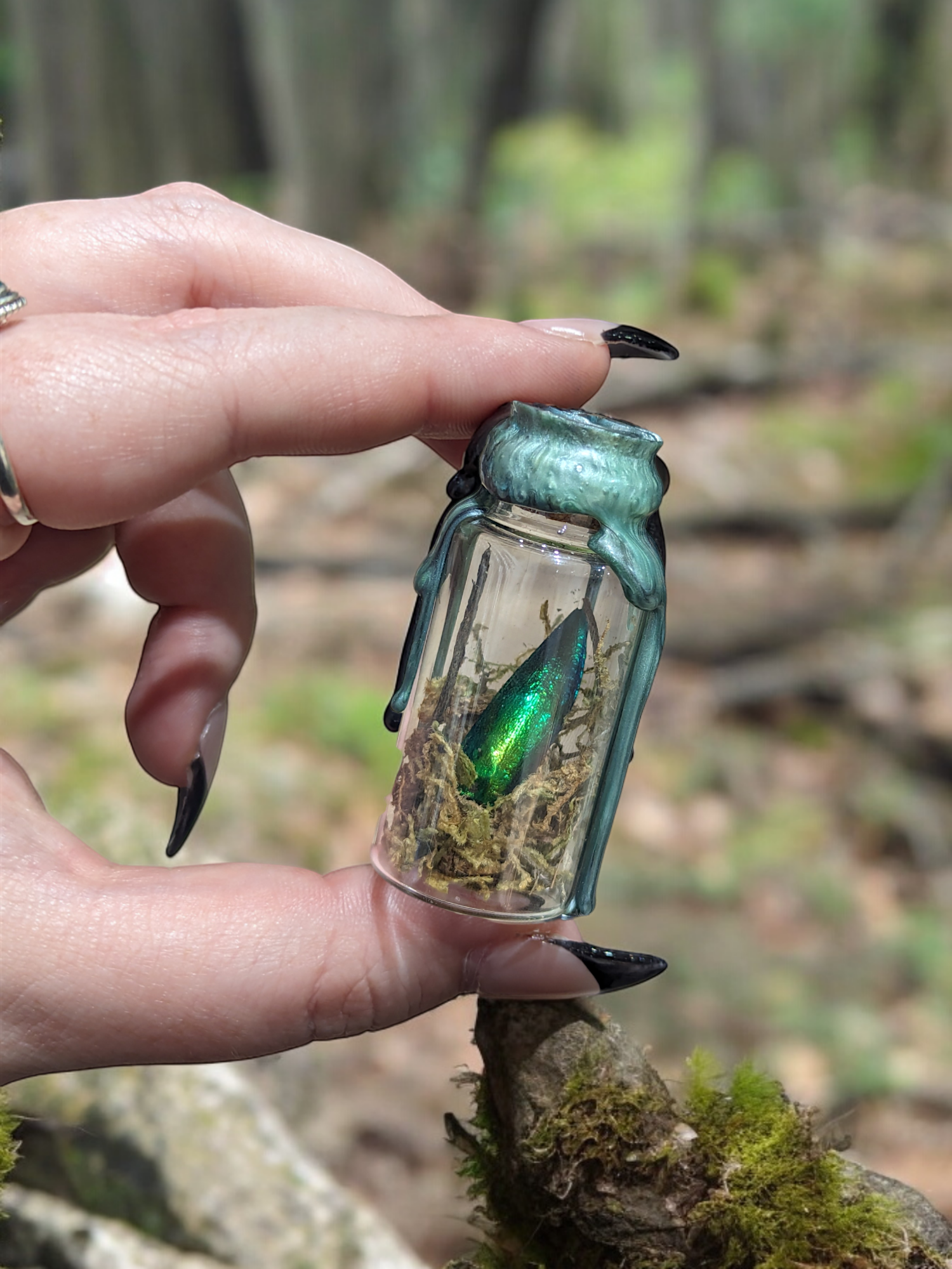 Jewel beetle wing in moss oddity jar