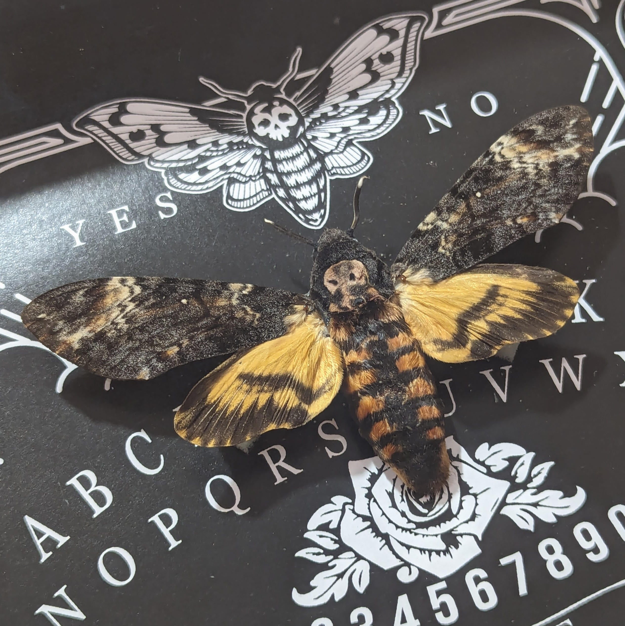 Luna Lovewitch Enchanted Creatures - Death Head Moth - Ouija print