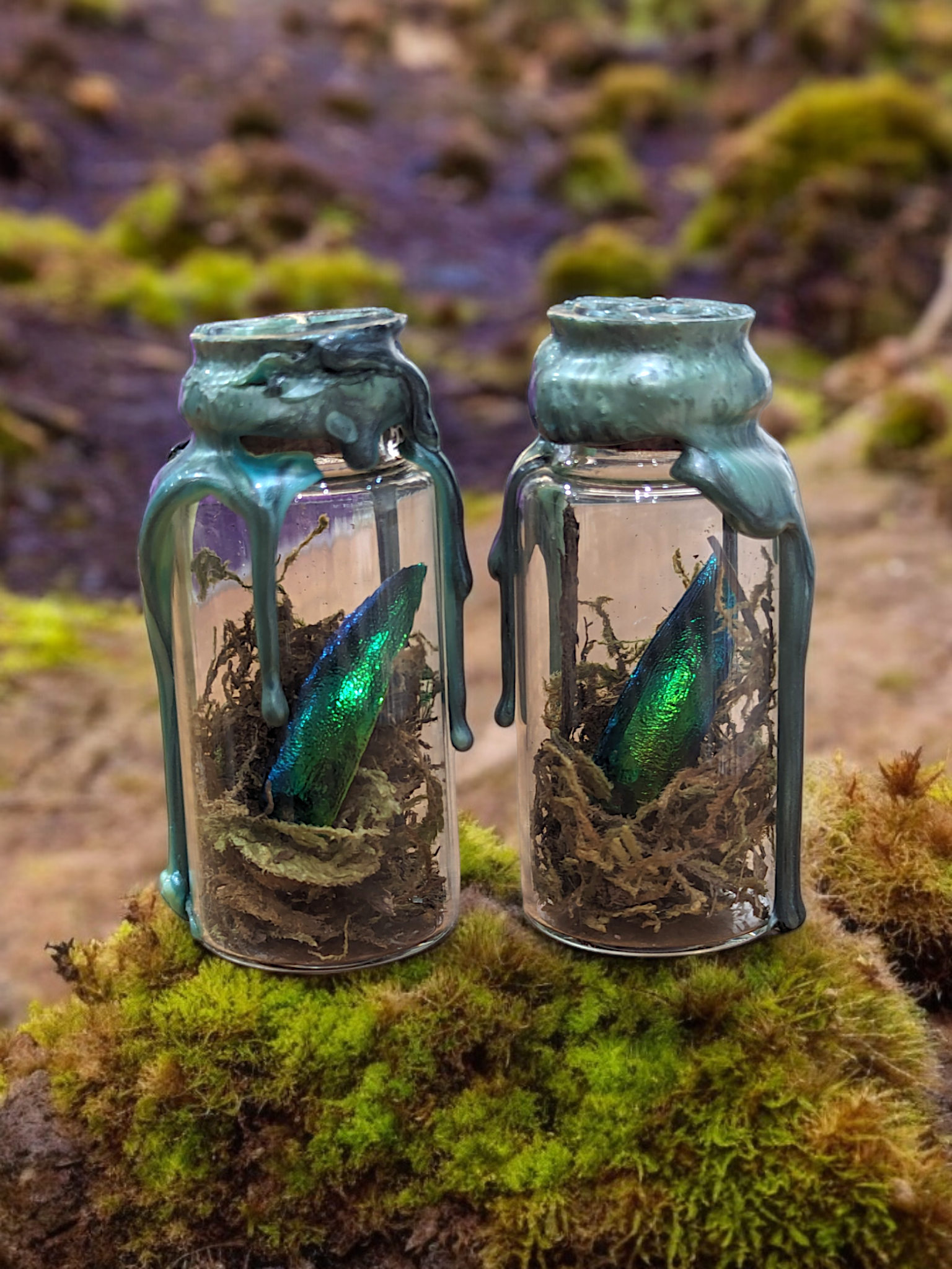 Jewel beetle wing in moss oddity jar