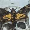 Luna Lovewitch Enchanted Creatures - Death Head Moth - Skull print