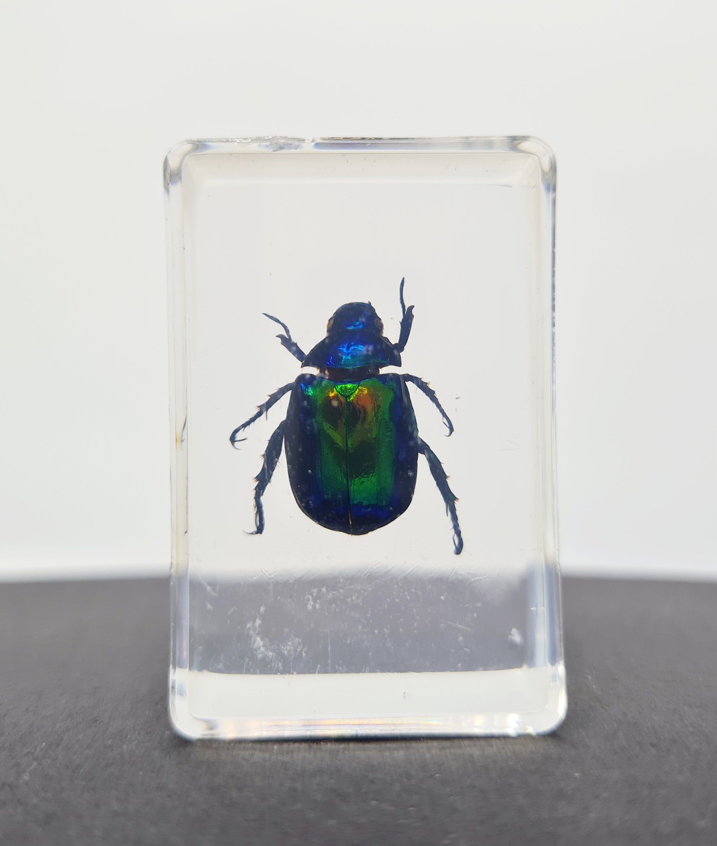 Luna Lovewitch Enchanted Creatures ~ Mimela Splendens in resin (Japanese fruit beetle)